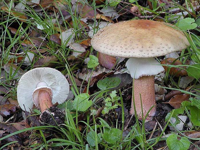 I tanti aspetti della Amanita rubescens